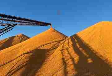 全国秋粮收购已超2亿吨 比去年同期增加3200万吨