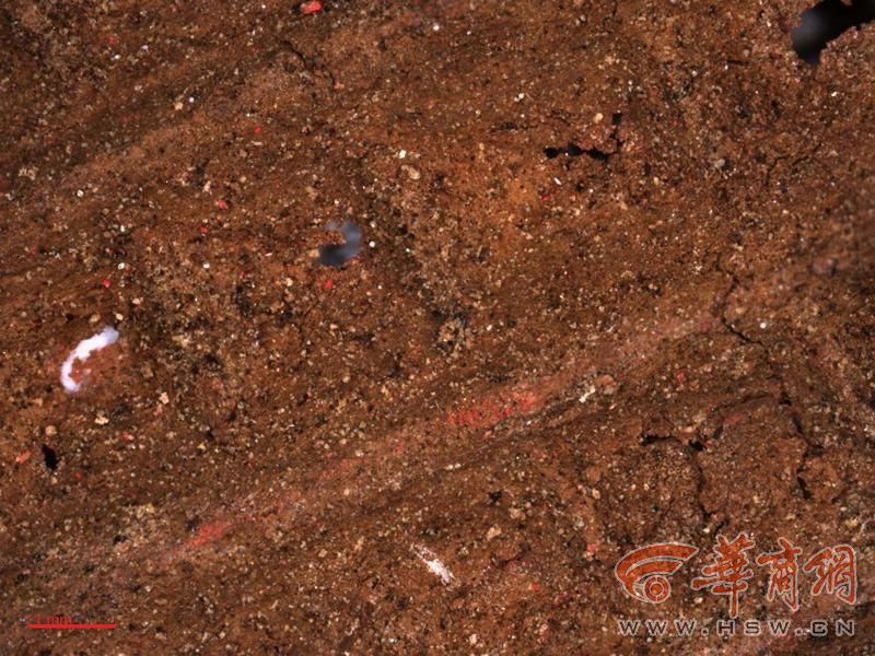 非木胎漆器背部显微结构(正常光模式)