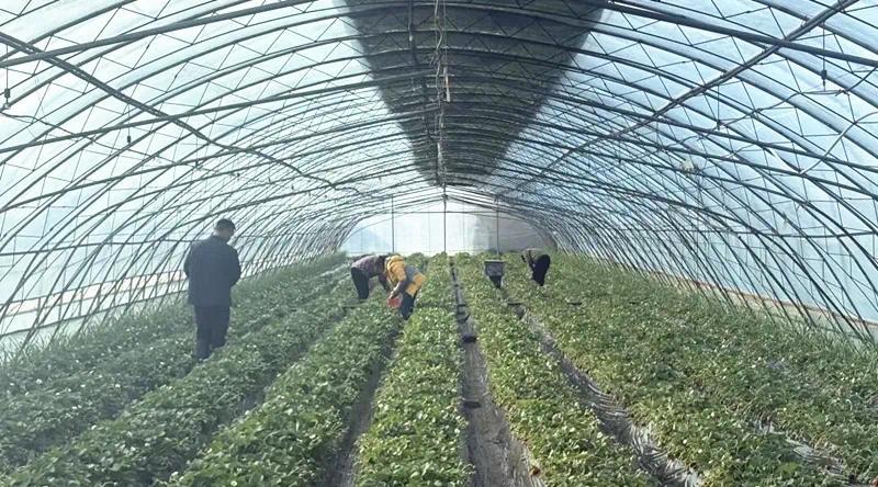 甜透冬日!杨凌草莓迎来采摘季