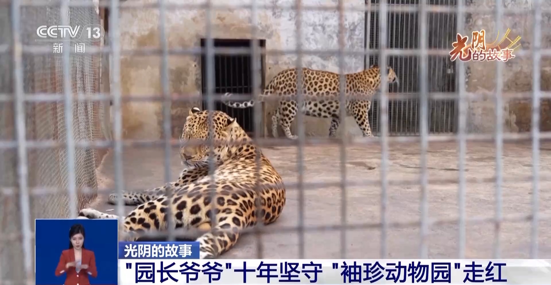 从默默无闻到圈粉无数 山林角落的“袖珍动物园”成了打卡地