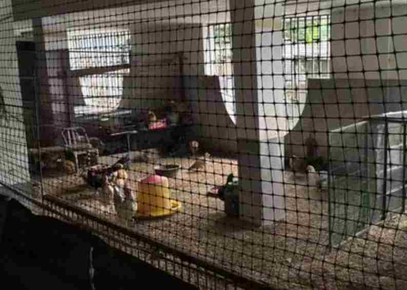 500万别墅空置遭邻居擅自占用 地下室疑被撬锁沦为鸡鸭舍