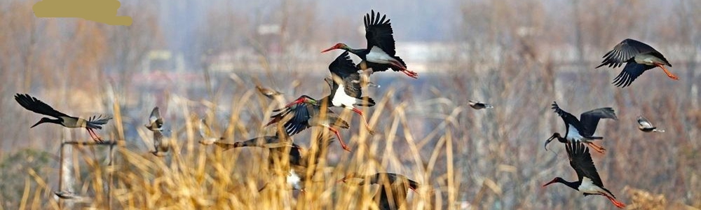 “鸟中大熊猫”黑鹳做客西安十里蛤蟆滩