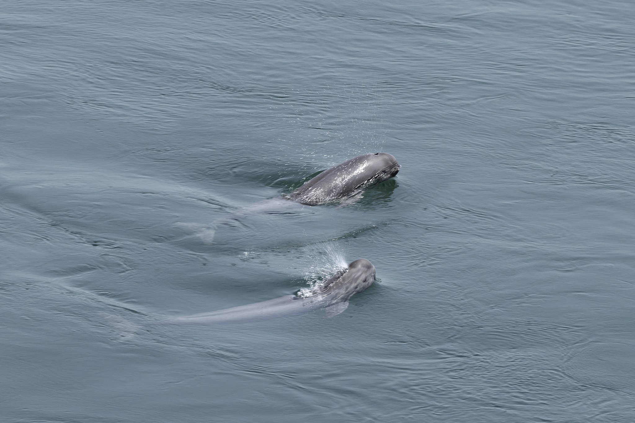 国内首次！八部门联合行动 保护长江“微笑天使”