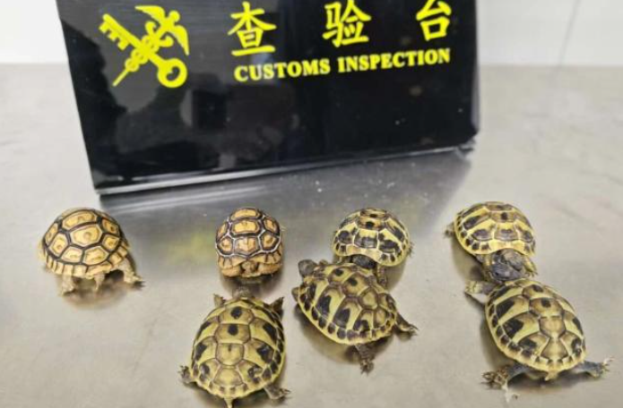 旅客违规携带13只濒危陆龟入境 被罗湖海关查获