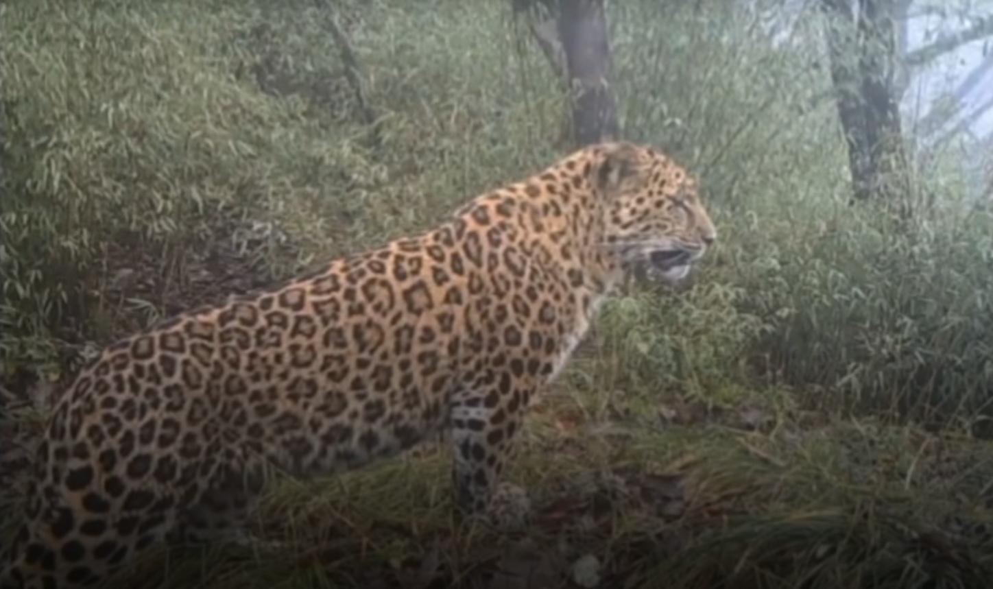 首次拍到！金钱豹“走”通道穿公路 国宝天团组团出镜