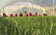 杨凌：科技育苗闯世界 产业兴旺 “接单”忙