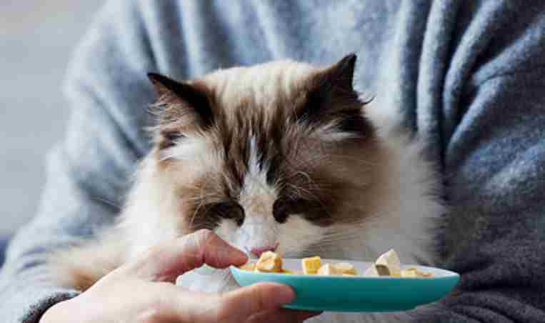 宠物经济催生新职业 西安宠托师：“稀里糊涂”入行 收入可观