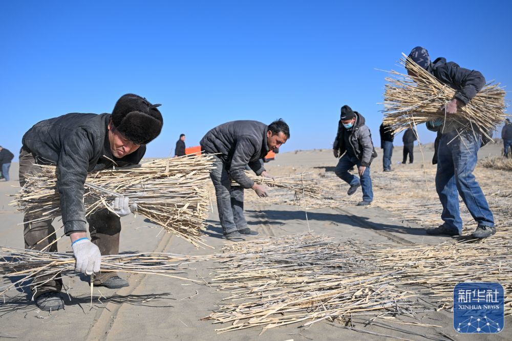 ↑ 在新疆和田地区墨玉县喀瓦克乡周边沙漠,当地农民在铺设草方格(1月11日摄)。