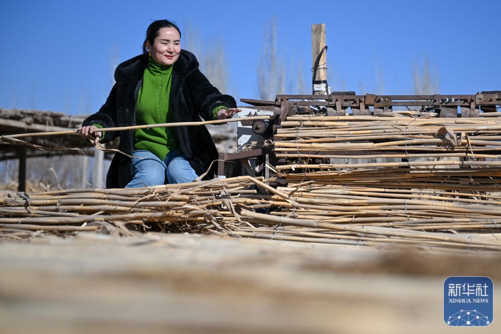 ↑ 在新疆和田地区墨玉县碧玉农产品农民专业合作社,农户在制作高立式沙障(1月10日摄)。