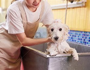 宠物经济催生新职业