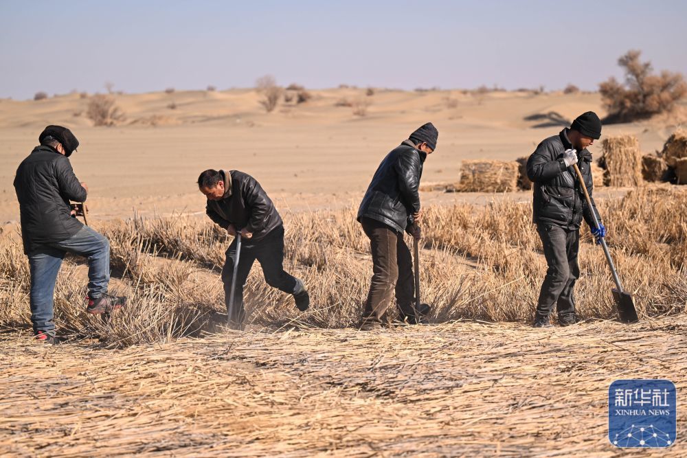 ↑ 在新疆和田地区墨玉县喀瓦克乡周边沙漠,当地农民在铺设草方格(1月11日摄)。