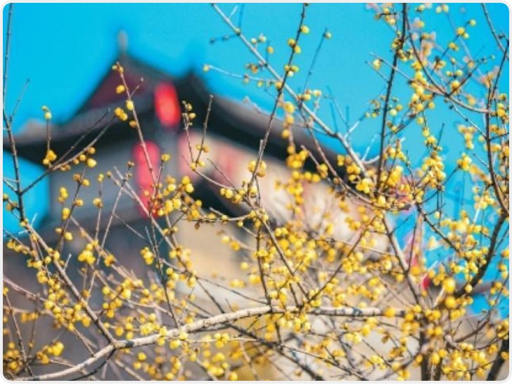 满城蜡梅裹香来 老城新巷尽诗意
