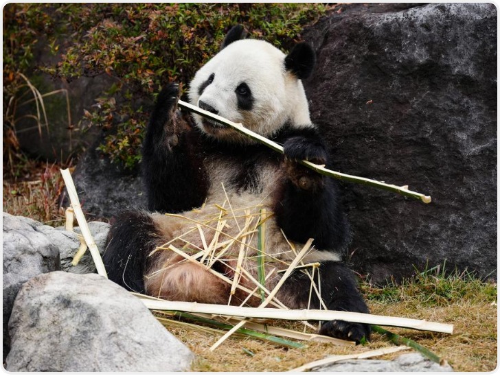 大熊猫“晓晓”和“蕾蕾”将从日本回国