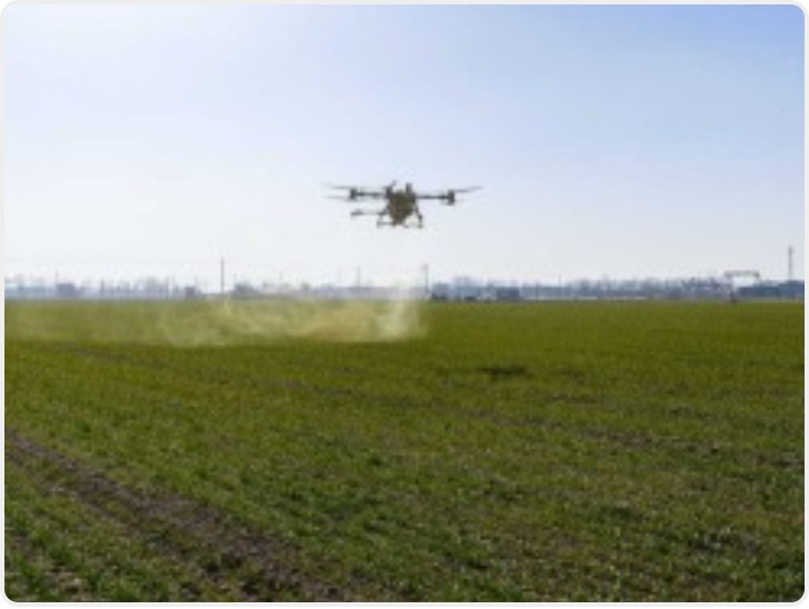 受天气影响冬小麦晚弱苗比例较常年偏高 央媒：苗情如何追回