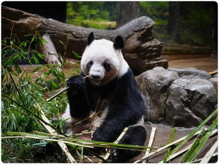 大熊猫“晓晓”和“蕾蕾”将于27日从日本回国