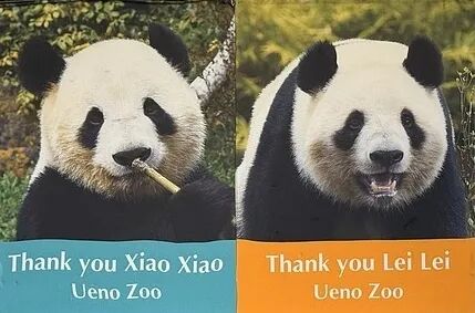 大熊猫“晓晓”和“蕾蕾”将于27日中午启程返回中国