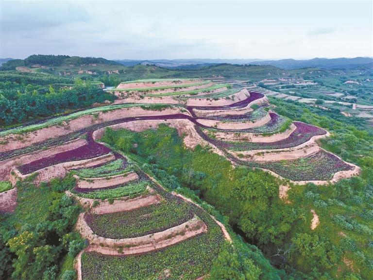 荞麦“链”出致富新希望