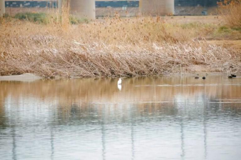 “贵客”到！朱鹮再度现身西安浐灞国家湿地公园