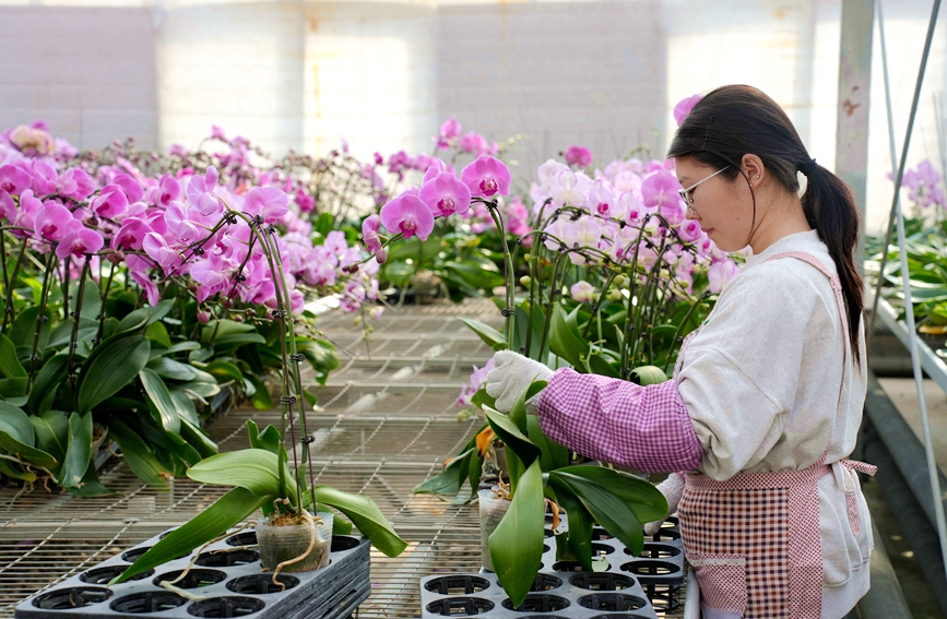 陕西西安：“花”样春节年味儿渐浓