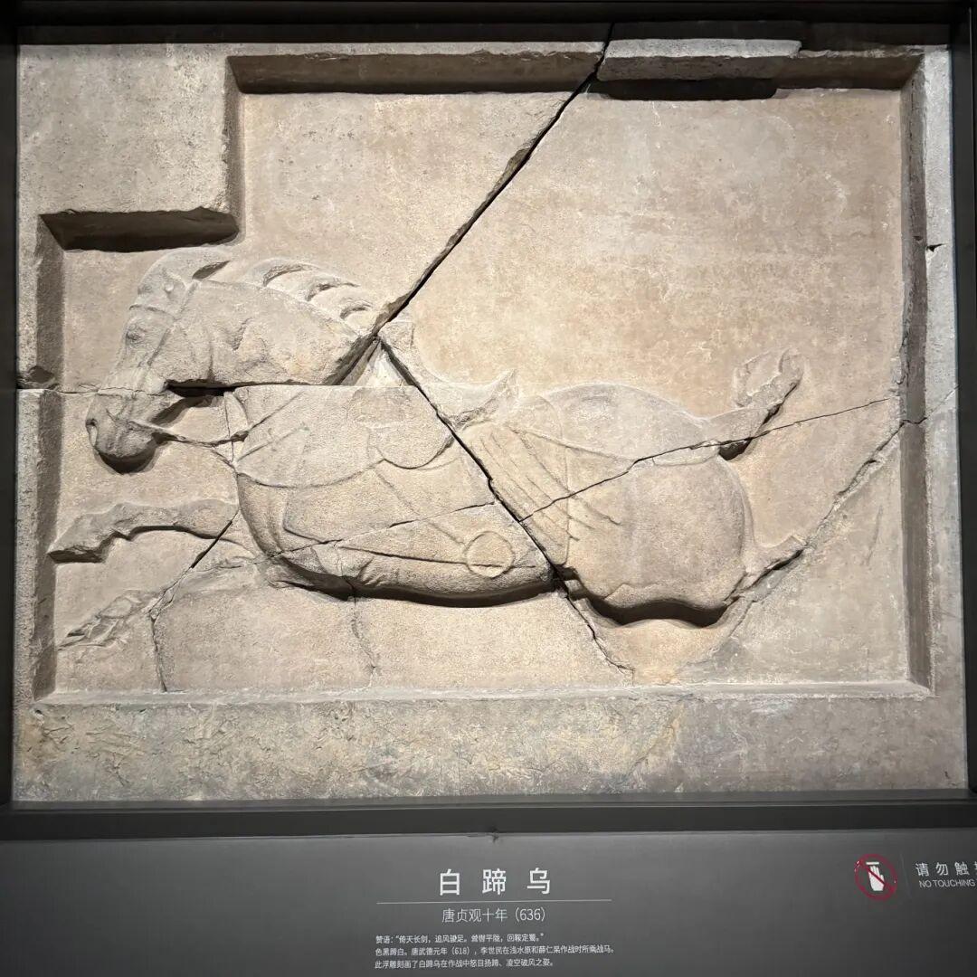 ▲昭陵六骏浮雕 图源:遇见碑林