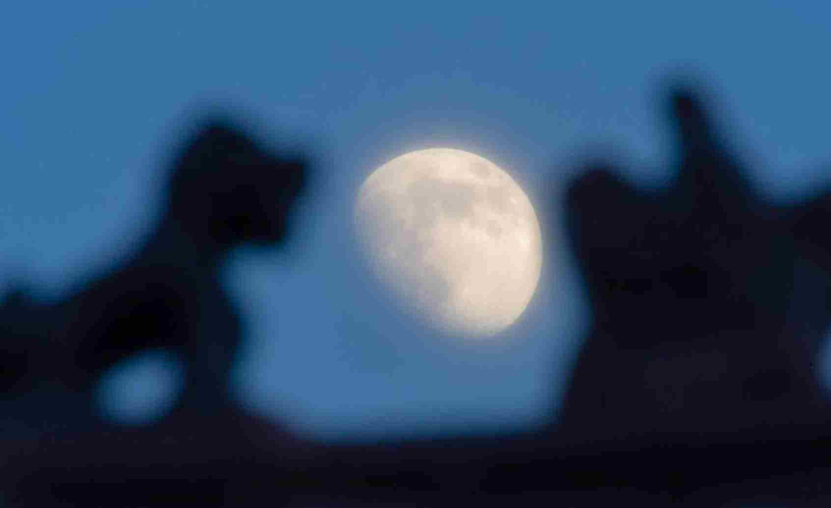 本年度最大盈凸月现身天宇