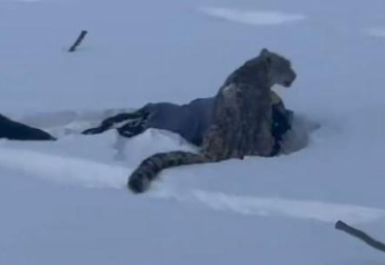 咬伤滑雪游客的雪豹又咬死35只羊！当地通报：已捕获