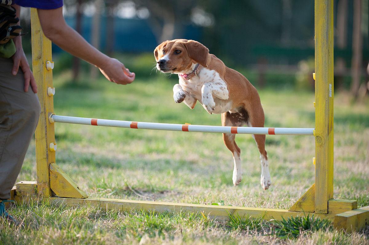 西安宠物训练业升温 激活“它经济”新动能