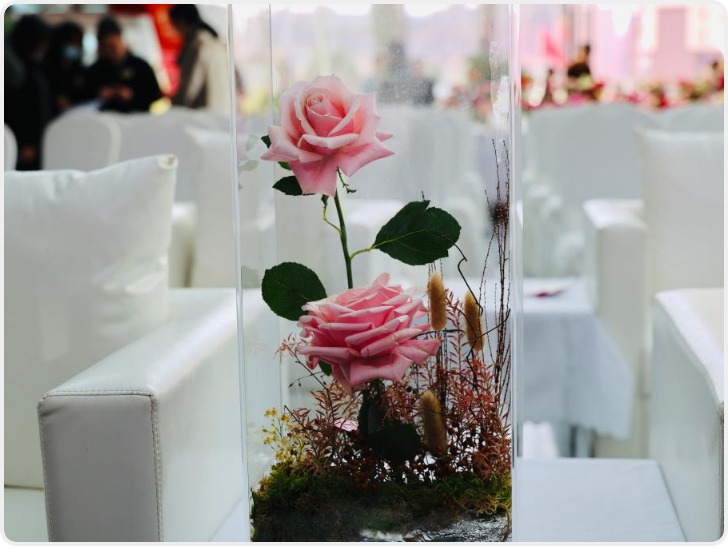 云花“娇龙”月季启程赴新疆昭苏