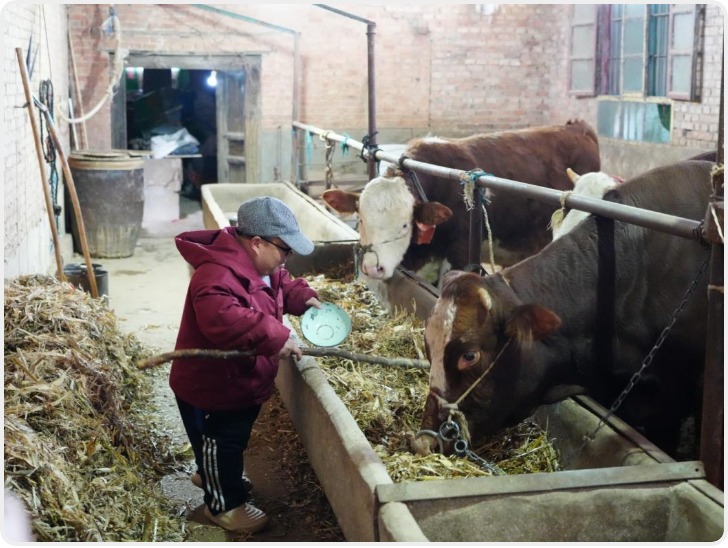 新春走基层｜铜川耀州区独石村：一头 “扶贫牛”牵出脱贫户 “牛气” 致富路