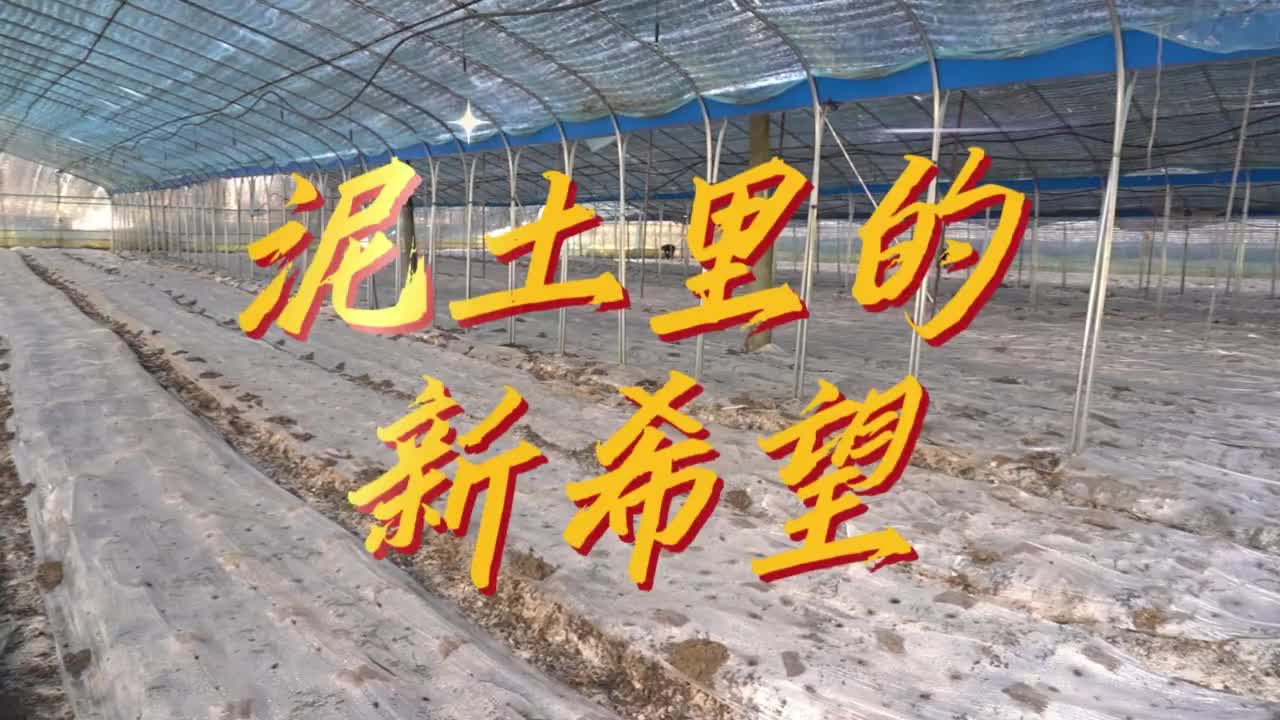 新春走基层 | 泥土里的新希望