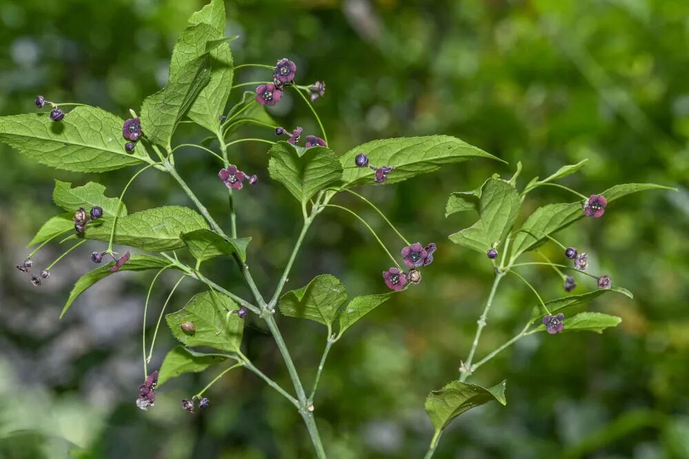 “茅台卫矛”被发现！