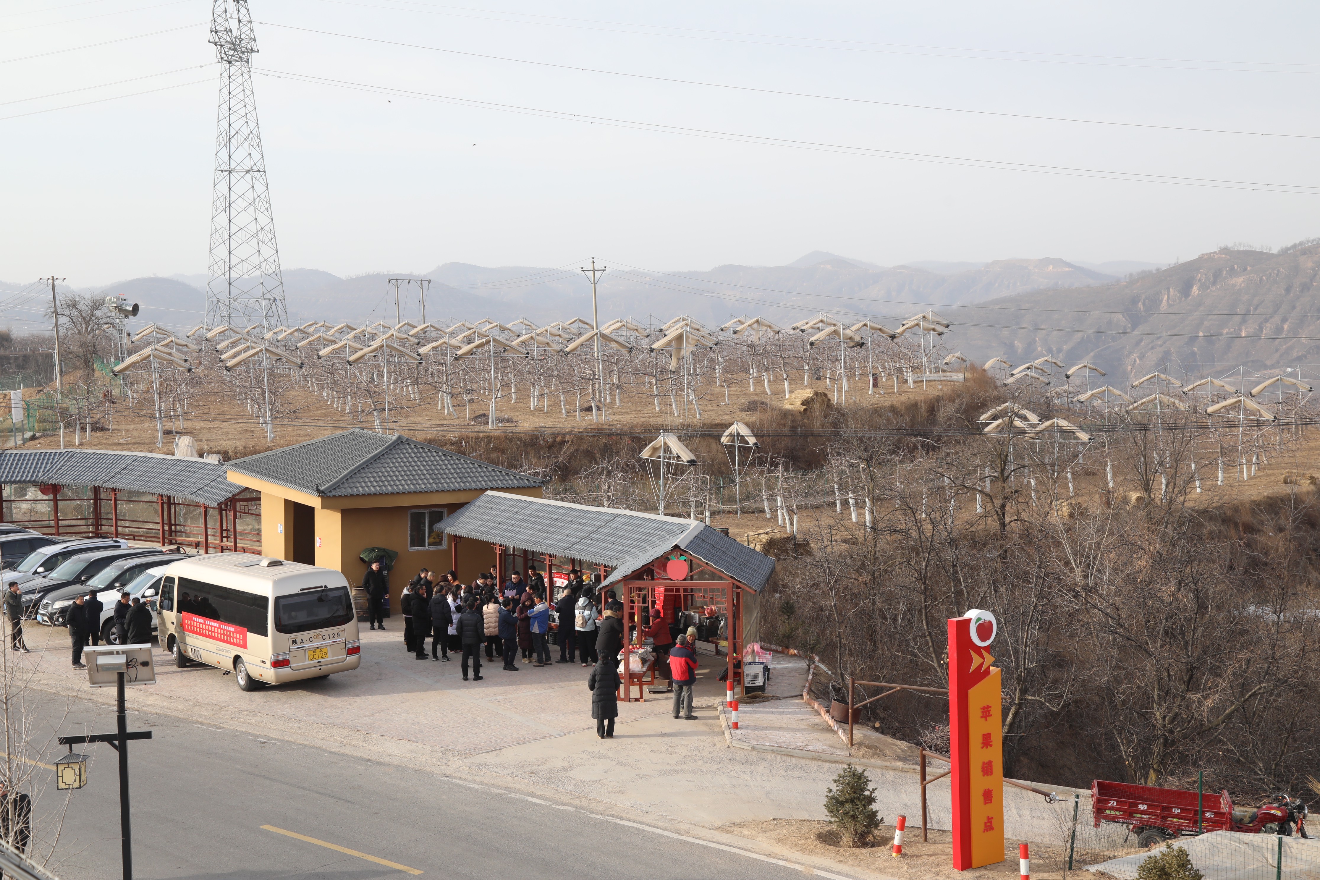 红色故里果飘香 子长苹果产业绘就乡村振兴新图景