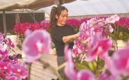 蝴蝶兰绽放“美丽经济”