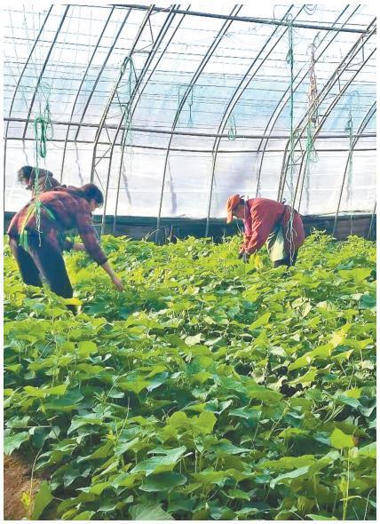 产业有新意 乡村添活力