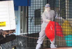 世卫组织通报孟加拉国出现尼帕病毒感染病例：女性感染者近期无旅行史 但食用过生椰枣汁