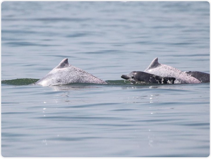 科研人员在海南岛西南海域目击到大量中华白海豚