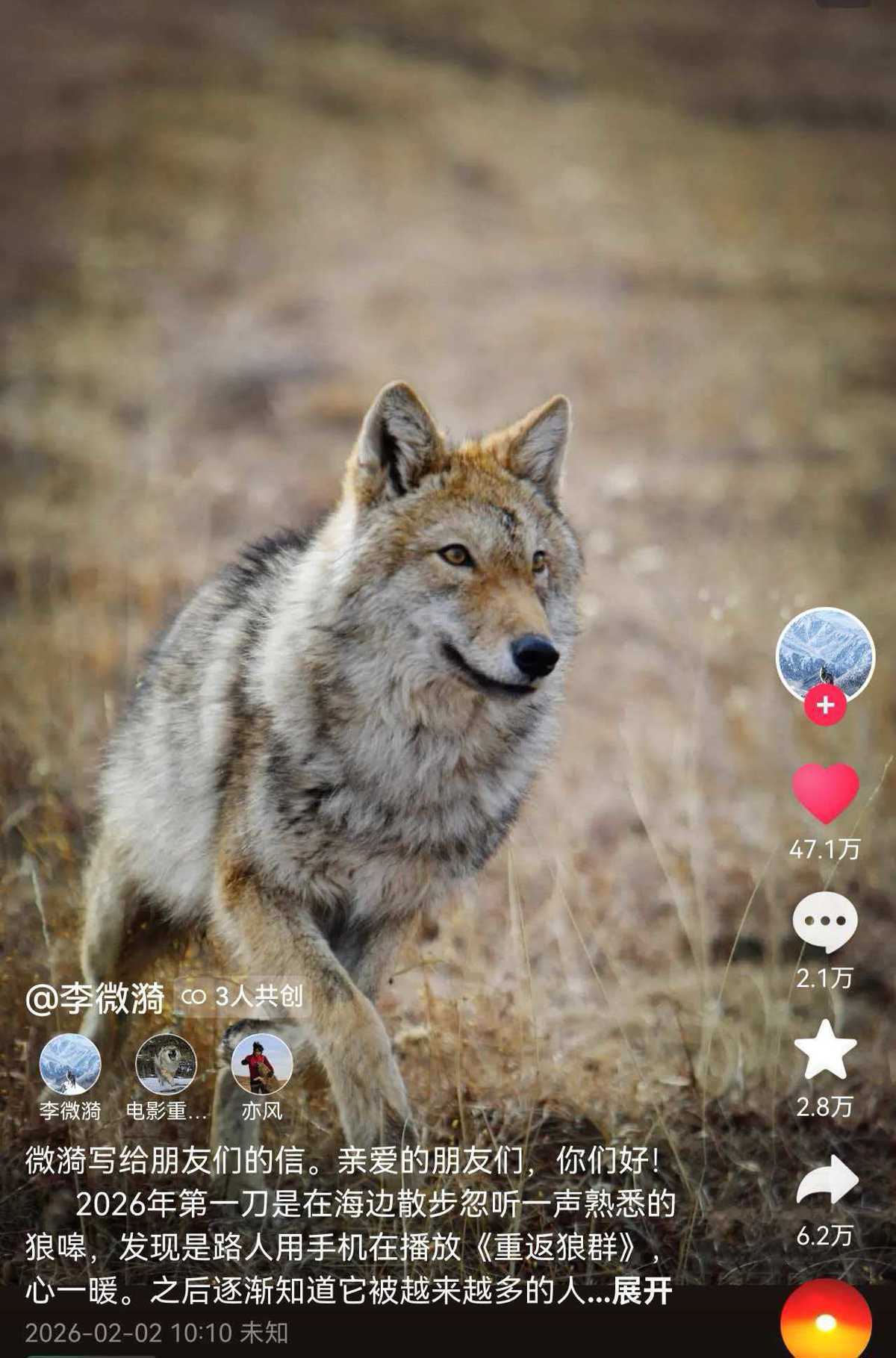 《重返狼群》春节上映 16岁的“格林”还在吗？李微漪最新发声