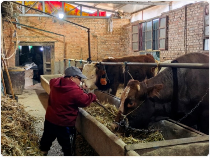 新春走基层|一头“扶贫牛”撑起致富梦