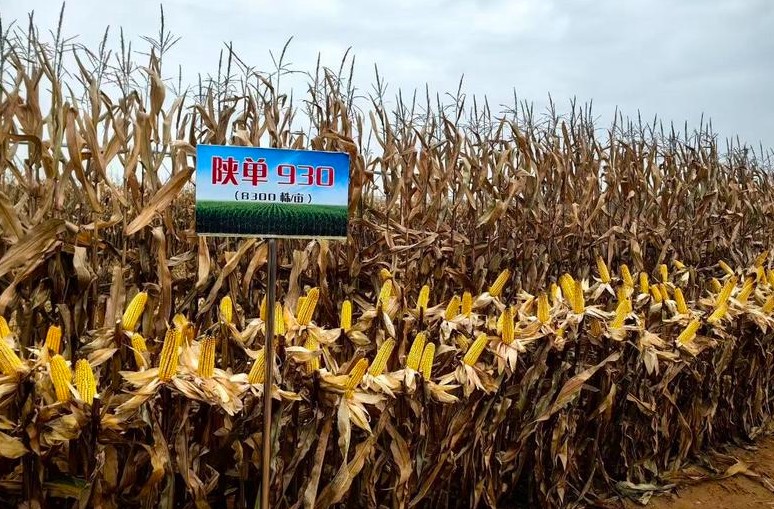 科学周刊丨玉米界也有“空间管理大师”什么技术让番茄变得超美味？