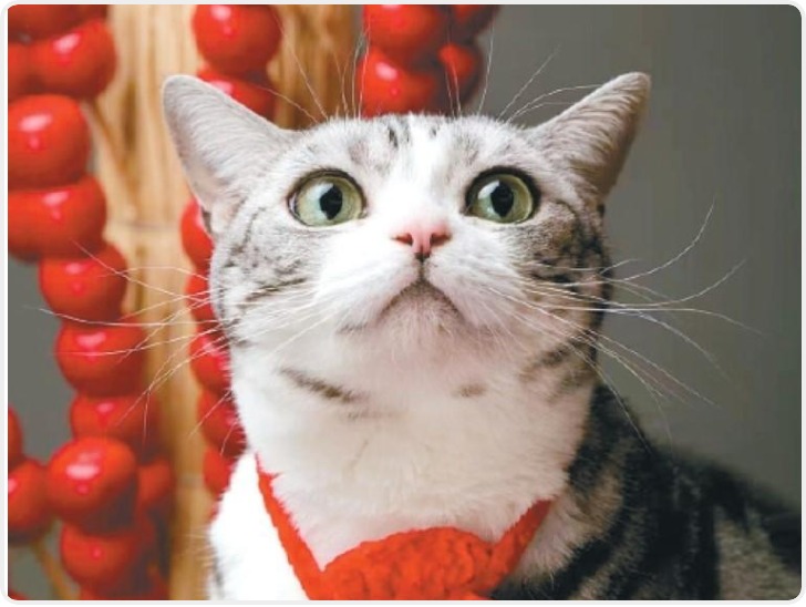 春节前夕西安宠物消费市场全面升温 “它经济”催生别样年味儿