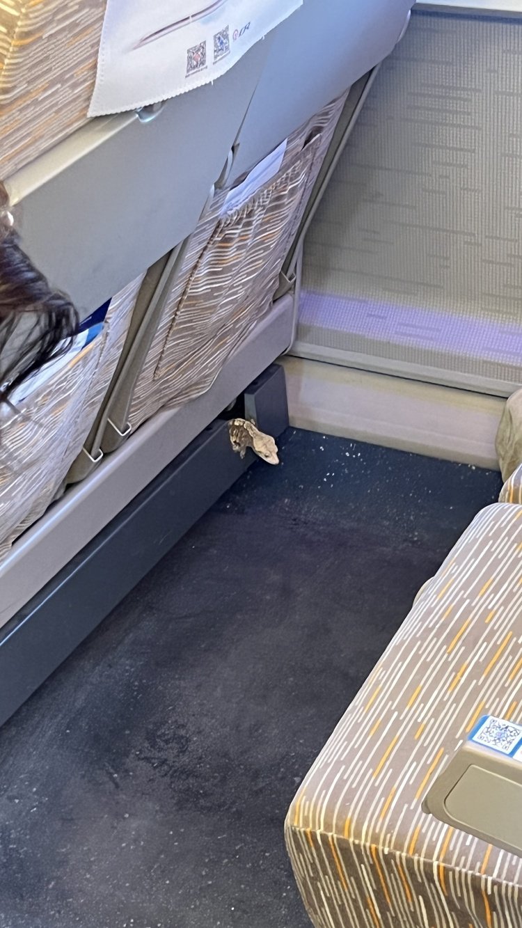 高铁座椅间钻出活蜥蜴 女子直呼“心跳都快停了” 12306回应