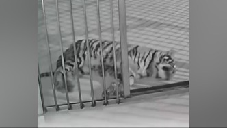 动物园隐瞒小老虎死讯用录屏冒充直播骗粉丝打赏 官方通报