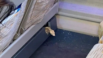 铁路部门通报列车上发现蜥蜴：系旅客私自夹带上车