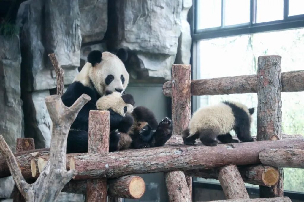 华商头条|大熊猫龙凤胎将在春节期间与游客见面 刚来沪的“小姨”正在适应阶段