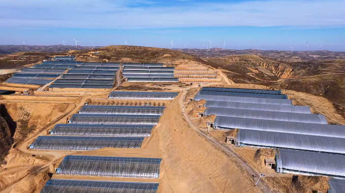 新春走基层 | 佳县朱官寨镇：让产业之花在黄土高原绽放