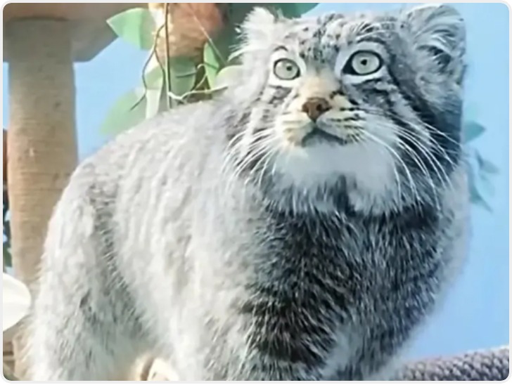 西宁野生动物园人工繁育雄性兔狲“狲三郎”死亡 系“狲思邈”之子