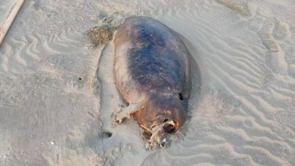 “功能性灭绝”儒艮尸体现广东？专家：确认为印太江豚