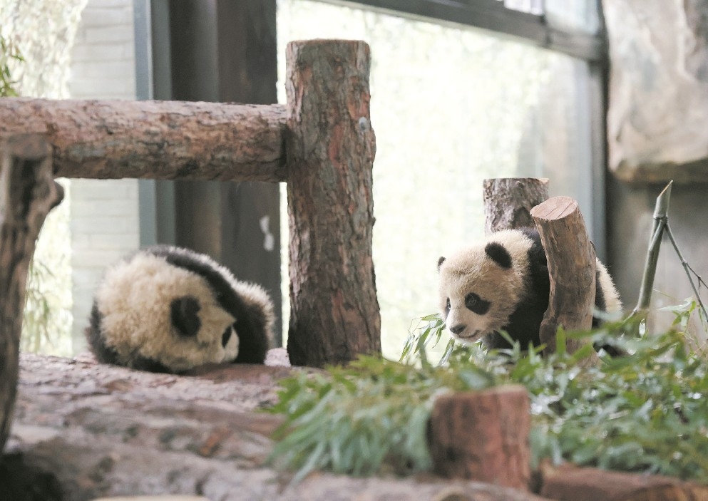 沪产大熊猫龙凤胎春节将与游客见面