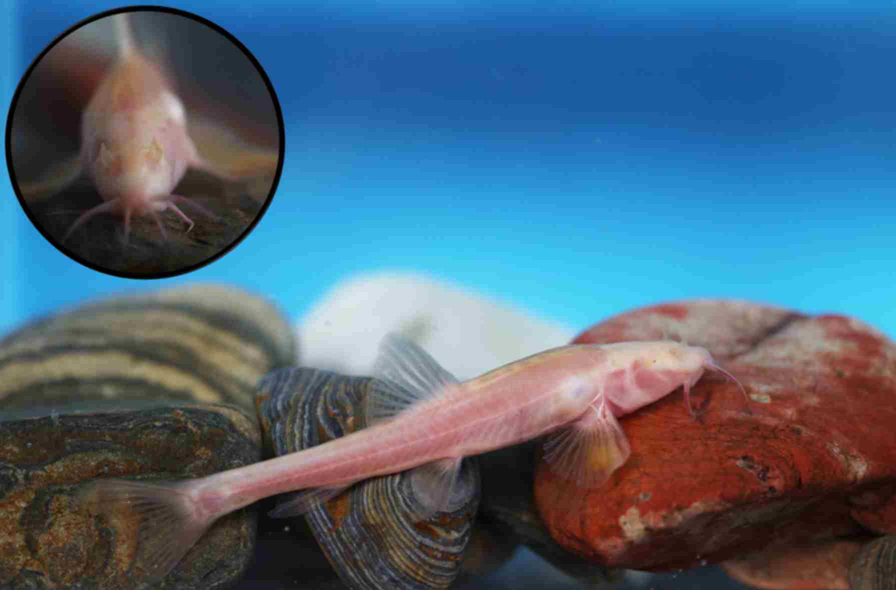 贵州乌江上游发现洞穴鱼类新物种“纳雍盲高原鳅”