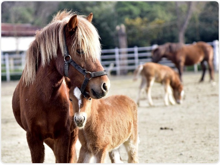秦岭“活化石”宁强矮马诞“新丁”